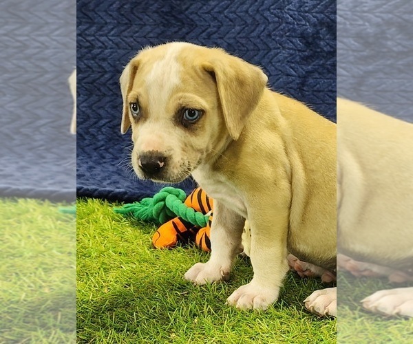 Medium Photo #1 Catahoula Leopard Dog Puppy For Sale in CUMBY, TX, USA