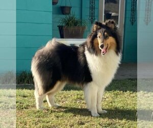 Collie Puppy for sale in VENICE, FL, USA