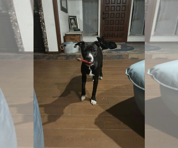 Medium Photo #35 American Pit Bull Terrier-Labrador Retriever Mix Puppy For Sale in OKLAHOMA CITY, OK, USA