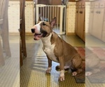Small Photo #1 Bull Terrier Puppy For Sale in MARYSVILLE, KS, USA
