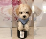 Small #1 Maltipoo-Poodle (Standard) Mix