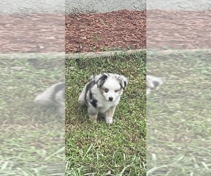 Miniature Australian Shepherd Puppy for sale in DOVER, FL, USA