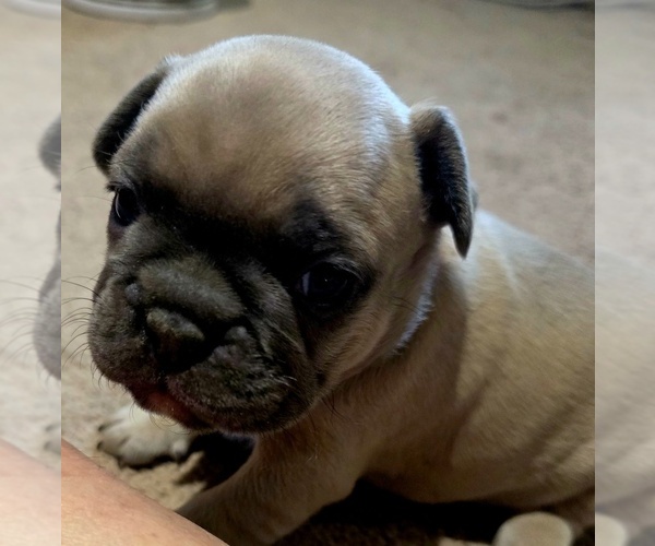 Medium Photo #14 French Bulldog Puppy For Sale in BLANCA, CO, USA