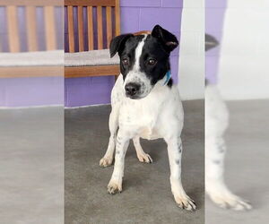 Mutt Dogs for adoption in Genesee, WI, USA