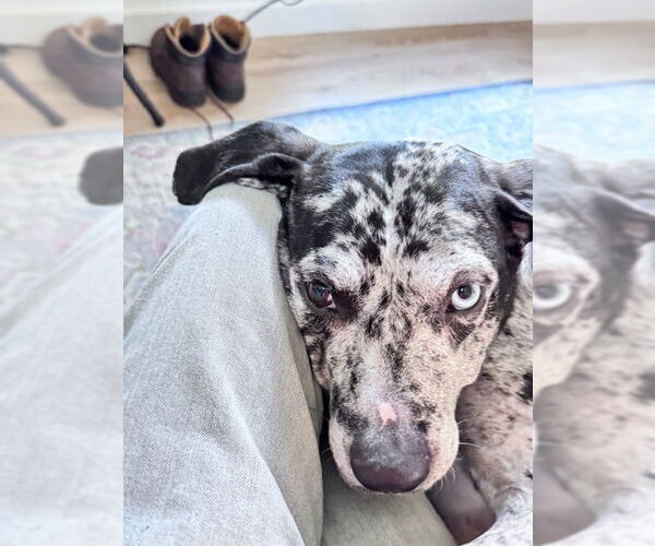 Medium Photo #3 Black and Tan Coonhound-Catahoula Leopard Dog Mix Puppy For Sale in Atlanta, GA, USA