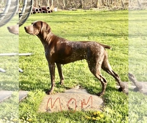 Mother of the German Shorthaired Pointer puppies born on 05/23/2021