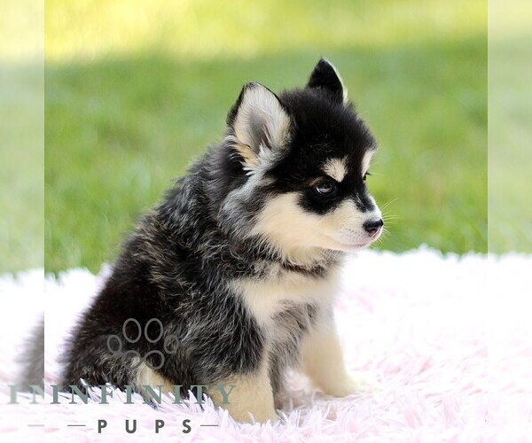 Medium Photo #4 Pomsky Puppy For Sale in PARKESBURG, PA, USA