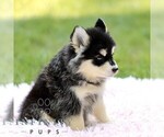 Small #3 Pomsky
