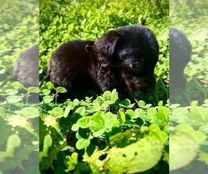 Doxiepoo (Standard) Puppy for sale in BLMGTN, IN, USA