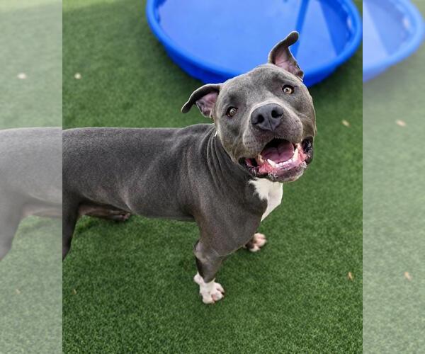 Medium Photo #12 American Staffordshire Terrier-Bulldog Mix Puppy For Sale in Rockwall, TX, USA