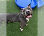Small #11 American Staffordshire Terrier-Bulldog Mix