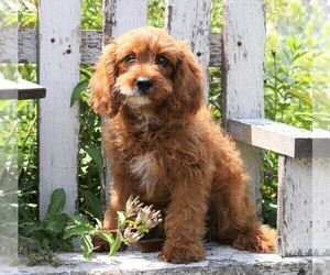 Cavapoo Puppy for sale in FREDERICKSBG, OH, USA