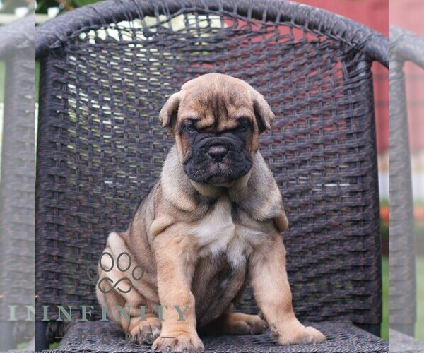 Medium Photo #3 Cane Corso Puppy For Sale in LANCASTER, PA, USA