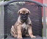 Small #2 Cane Corso