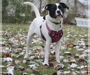 Dottie - Female Lab-Pointer Dog for Adoption - Photo #11
