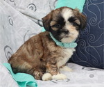 Small #1 Shih Tzu