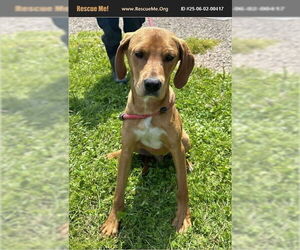 Labloodhound Dogs for adoption in Benton, PA, USA
