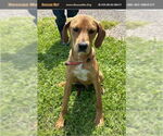 Small Labloodhound