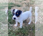 Small #2 Mutt