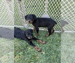 Small Photo #2 Rottweiler Puppy For Sale in ELDERWOOD, CA, USA
