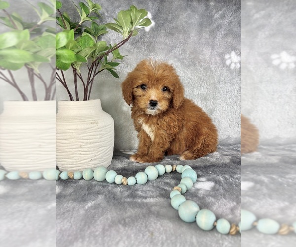 Medium Photo #1 Goldendoodle (Miniature) Puppy For Sale in INDIANAPOLIS, IN, USA