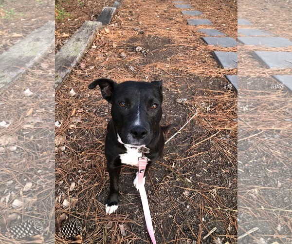 Medium Photo #16 American Staffordshire Terrier-Unknown Mix Puppy For Sale in Holly Springs, NC, USA