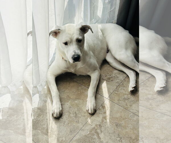 Medium Photo #1 Labrador Retriever-Unknown Mix Puppy For Sale in Germantown, OH, USA