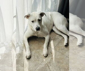 Labrador Retriever-Unknown Mix Dogs for adoption in Germantown, OH, USA