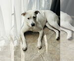 Small Labrador Retriever Mix