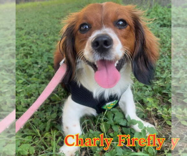 Medium Photo #4 Dachshund-Unknown Mix Puppy For Sale in San Antonio, TX, USA
