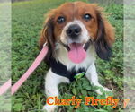 Small #3 Dachshund Mix
