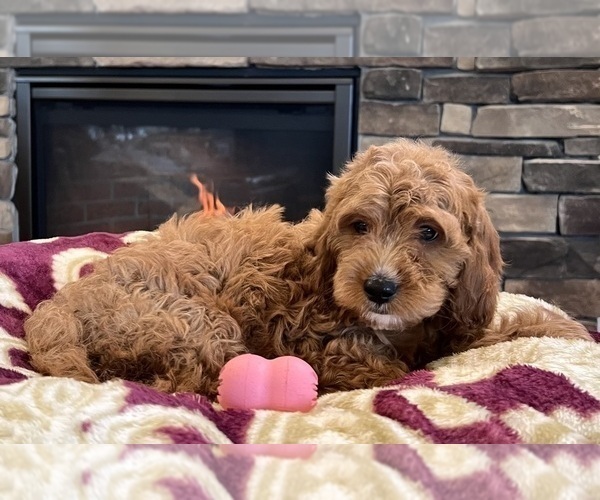 Medium Photo #3 Goldendoodle Puppy For Sale in NOBLESVILLE, IN, USA