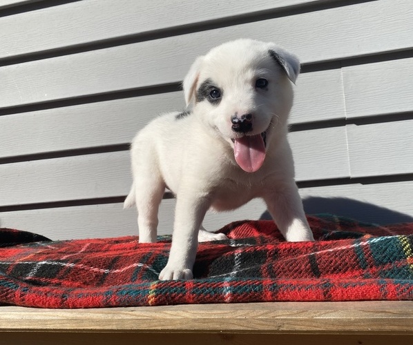Medium Photo #1 Australian Cattle Dog Puppy For Sale in SMITHS CREEK, MI, USA
