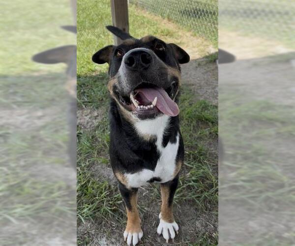 Medium Photo #3 Australian Kelpie-Unknown Mix Puppy For Sale in Rosenberg, TX, USA