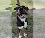 Small #2 Australian Kelpie Mix
