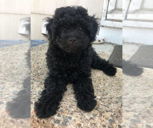 Poodle (Miniature) Puppy for sale in MASTIC, NY, USA