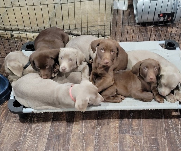 Medium Photo #1 Labrador Retriever Puppy For Sale in DAYTON, TX, USA