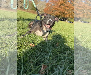 American Pit Bull Terrier-Unknown Mix Dogs for adoption in Oakhurst, NJ, USA