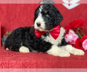 Bernedoodle Puppy for sale in LANCASTER, PA, USA