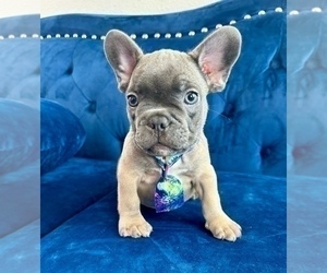 French Bulldog Puppy for Sale in THOUSAND OAKS, California USA