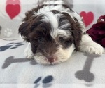 Small Photo #12 Lhasa-Poo Puppy For Sale in LAKELAND, FL, USA