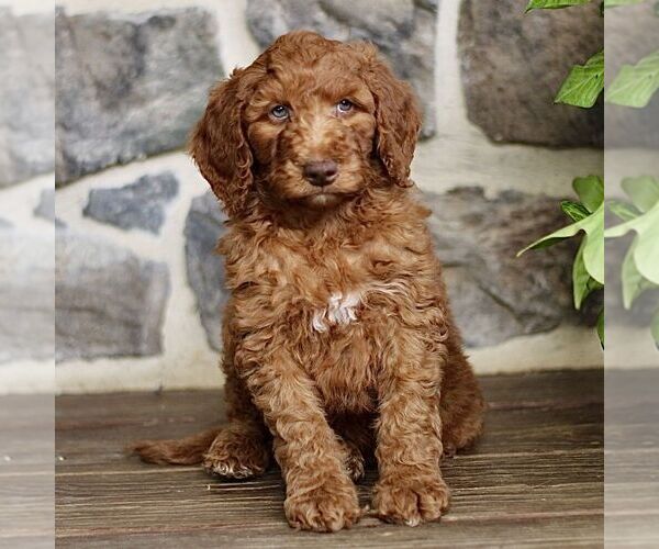 Medium Photo #1 Goldendoodle Puppy For Sale in RONKS, PA, USA