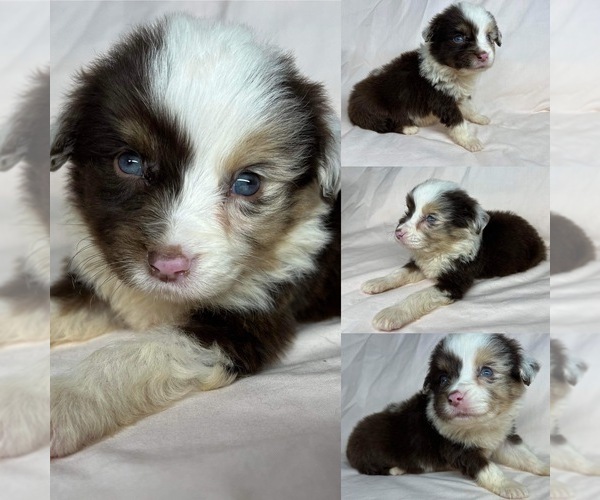 Medium Photo #1 Miniature Australian Shepherd Puppy For Sale in BROOKER, FL, USA