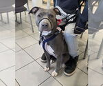 Small #10 American Pit Bull Terrier-Labrador Retriever Mix