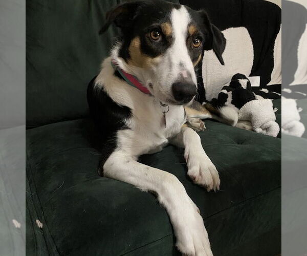 Medium Photo #2 Border Collie Puppy For Sale in Denton, TX, USA