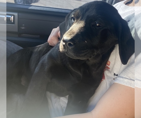 Medium Photo #2 Labrador Retriever Puppy For Sale in SPRINGFIELD, MO, USA
