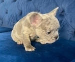 Small #1 French Bulldog