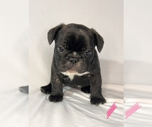 French Bulldog Puppy for sale in JOLIET, IL, USA