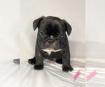 Small French Bulldog