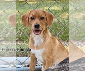 Labrador Retriever-Unknown Mix Dogs for adoption in SHERBURNE, NY, USA